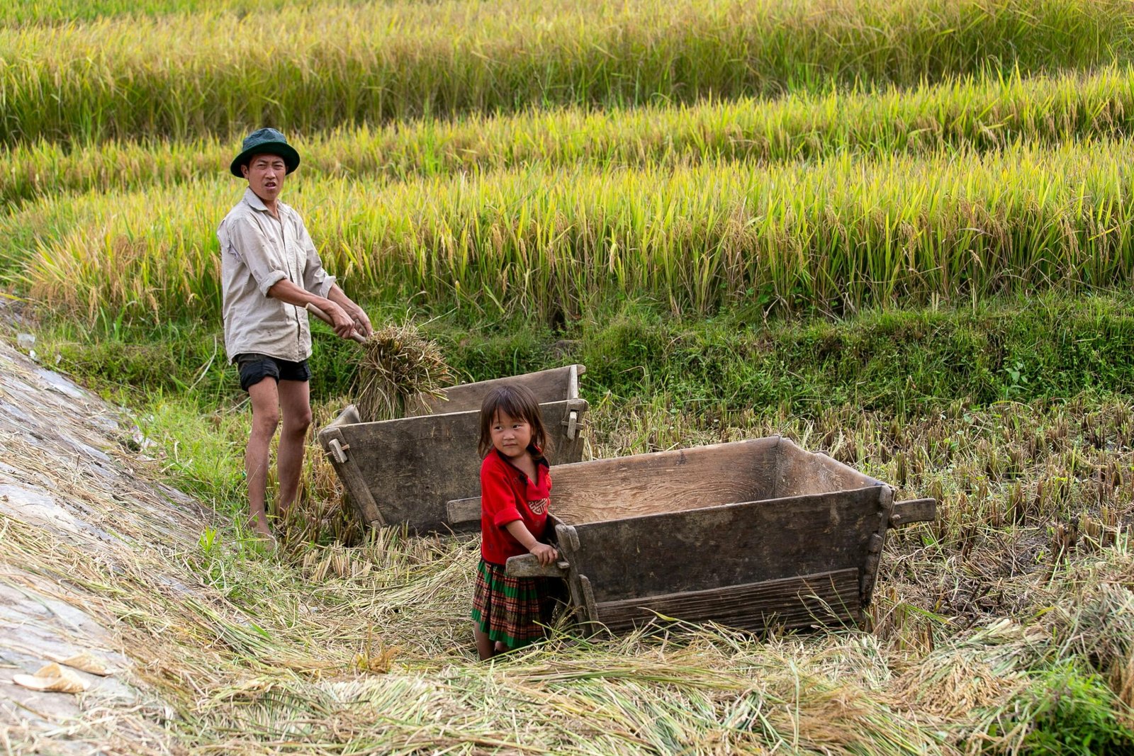A family works together harvesting rice in the lush fields of Lào Cai, Vietnam.